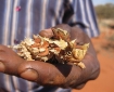 thorny-devil4