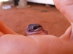nephrurus-laevissimus-pale-knob-tailed-gecko