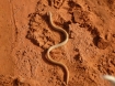 pygopus-nigriceps-hooded-scaly-foot