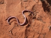 ramphotyphlops-endoterus-interior-blind-snake