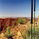 grasstree